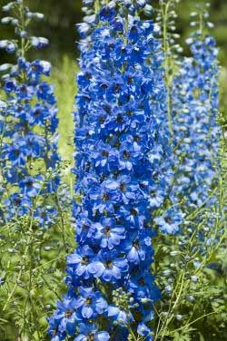 Delphinium flower spike